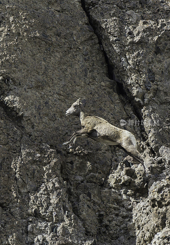 大角羊(Ovis canadensis)是一种原产于北美的绵羊，在怀俄明州的黄石国家公园发现。在几乎垂直的岩壁上行走和跳跃。